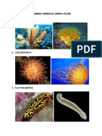 Gambar Animalia Semua Filum: 1. Porifera