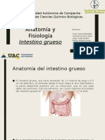 Intestino Grueso