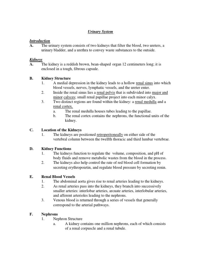 Urinary System Lecture Notes | PDF | Kidney | Physiology