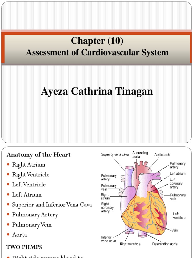 Cardiovascular System Assessment Guide | PDF | Heart Valve | Ventricle ...
