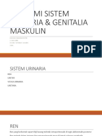 Anatomi Sistem Urinaria & Genitalia Maskulin