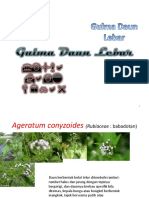 Gulma Daun Lebar PDF