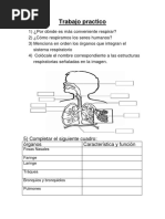 Trabajo Practico. Sistema Respiratorio