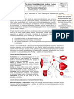 Guia 3. Sistema Muscular