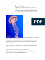 Características de Las Medusas