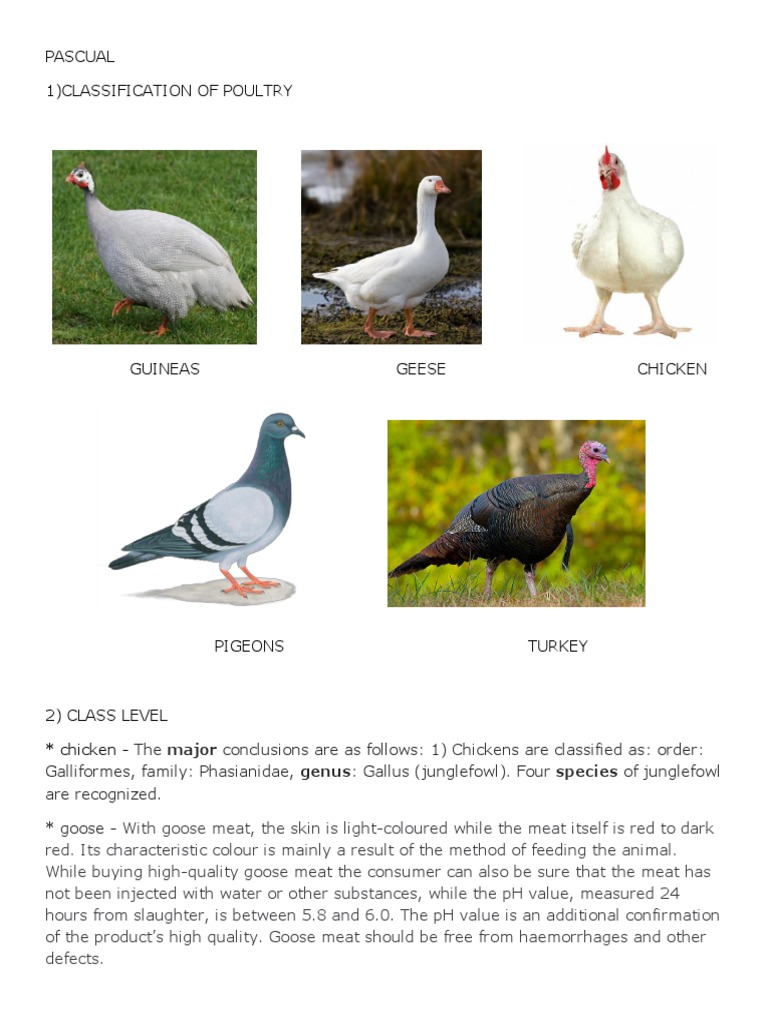 Poultry Classification Overview | PDF | Cooking, Food & Wine ...