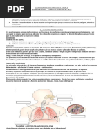 Guia Sistema Respiratorio
