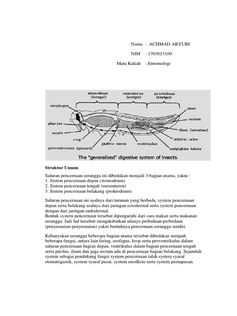 Sistem Pencernaan Serangga | PDF