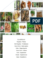 Kaempferia galanga (kencur