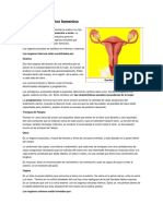 Aparato Reproductor Femenino