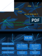 Morfologi Akar Tunggang Dan Serabut