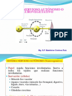 Sistema Nervioso Autónomo O Neurovegetativo: Mg. Q.F. Madeleine Córdova Ruiz