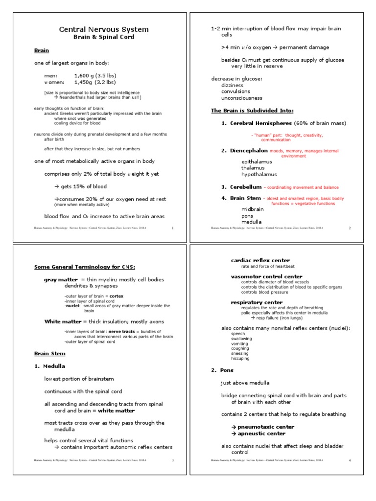 CNS Anatomy and Functions Overview | PDF | Central Nervous System ...