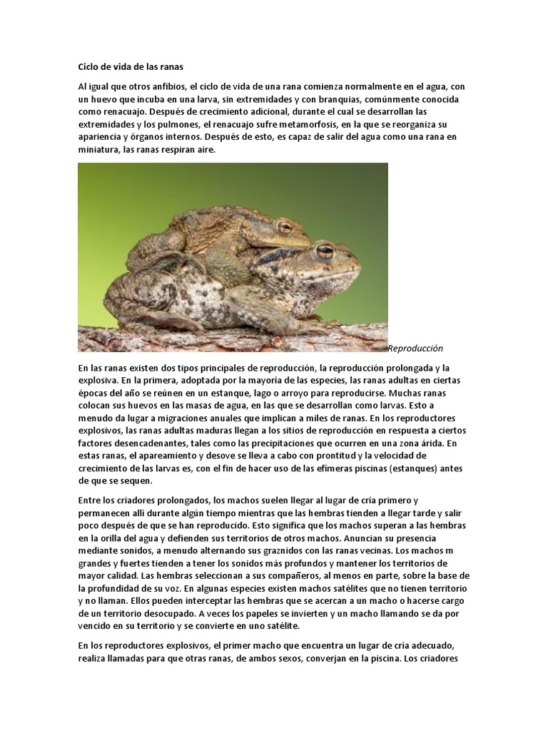 Reproducción y ciclo de vida de ranas | PDF | Huevo | Rana