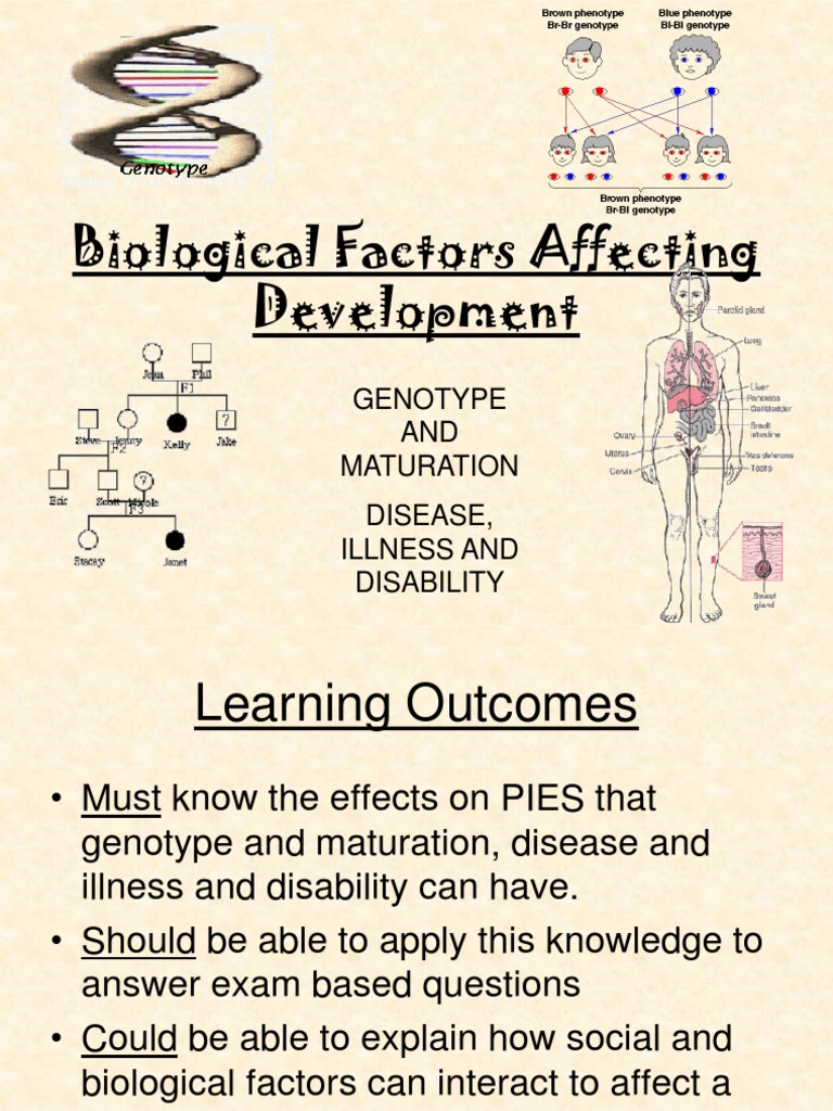 Biological Influences on Child Development | PDF | Child Development ...