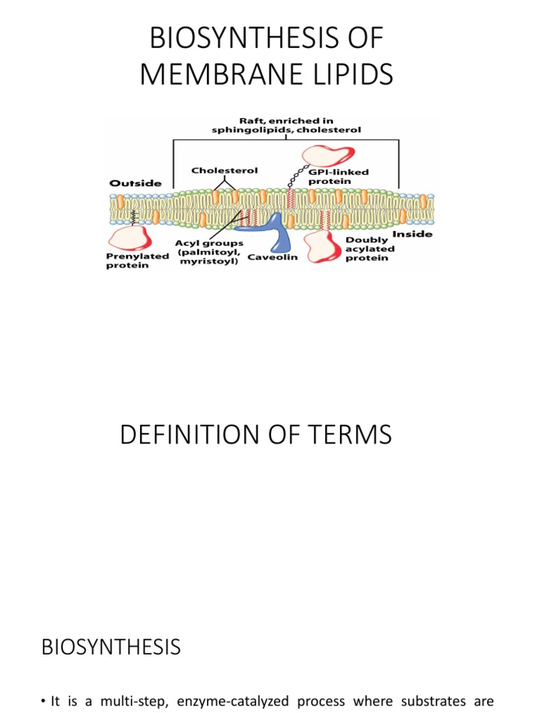 Membrane Lipid Biosynthesis Overview | PDF | Cholesterol | Lipid