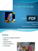 El Dragón Barbudo