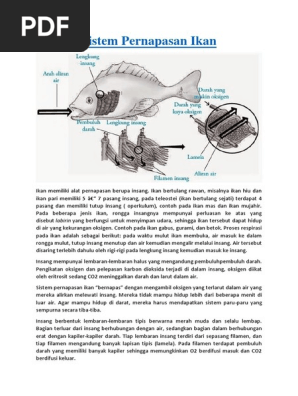 Sistem Pernapasan Ikan Pdf