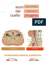 Aponeurosis Del Cuello