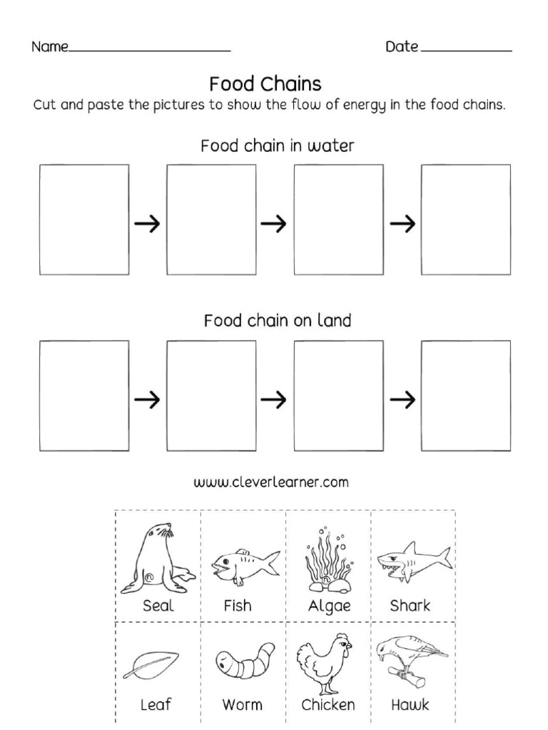 Food Chain Biology Diagrams