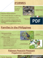 Order Galliformes: Philippine Megapode