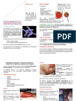 Infecciones Por Streptococcus