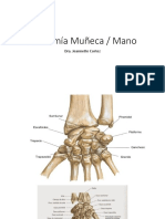 Anatomía Muñeca