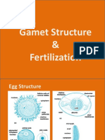 Devlopment Plasm Germinal