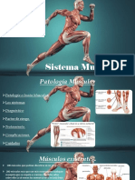 Exposicion Sistema Muscular.pptx