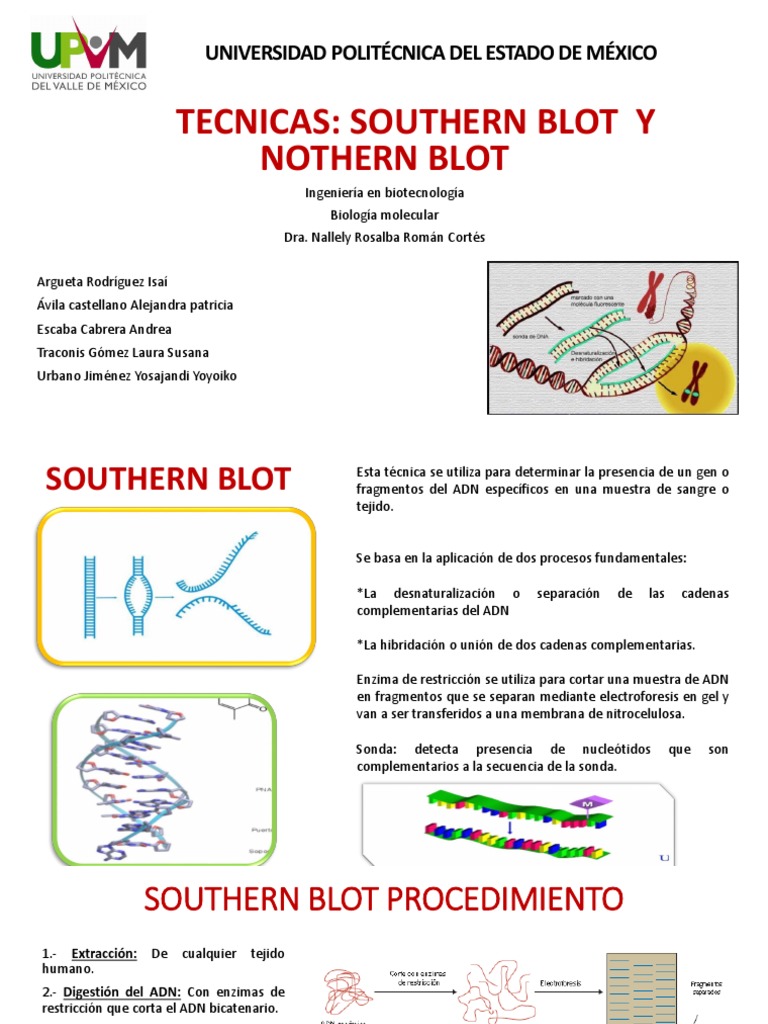 Southern Blot y Nothern Blot | PDF | Southern Blot | Northern Blot