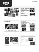 Filo Annelida 2019.2