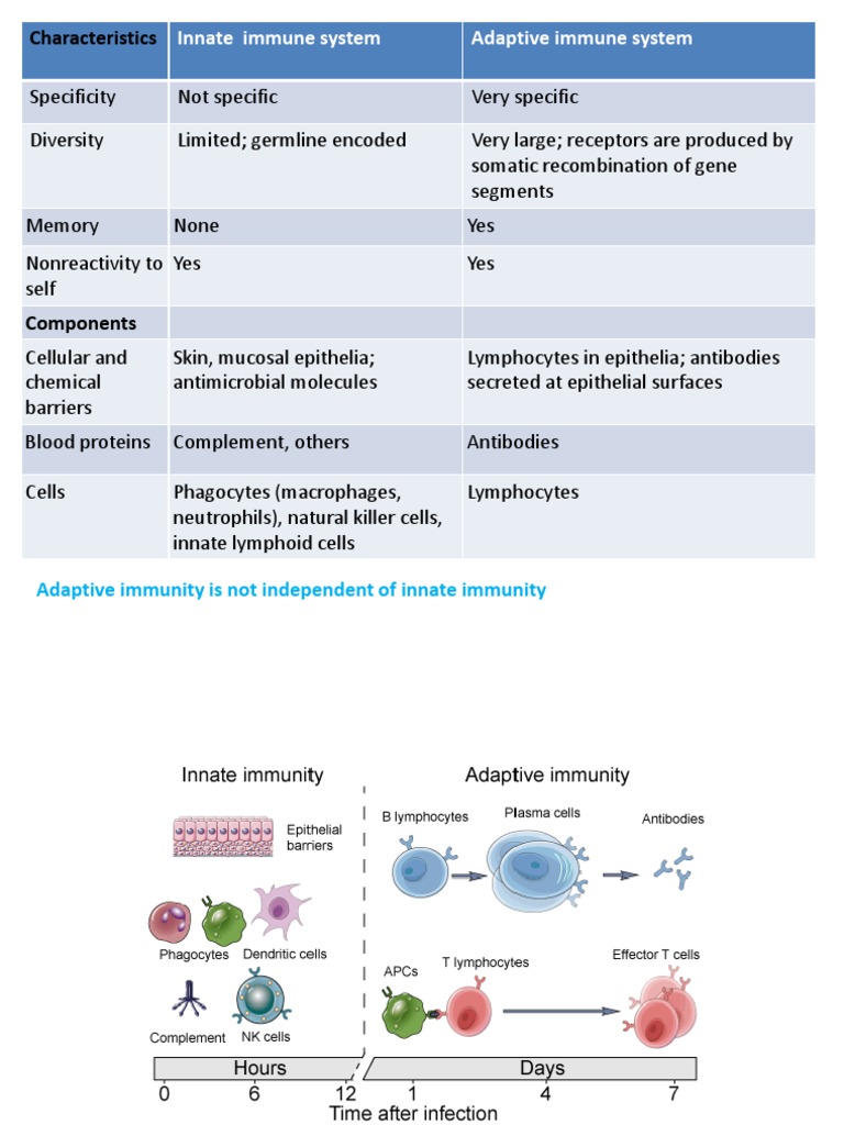 Adaptive and Innate Immune System | PDF | Antibody | Adaptive Immune System