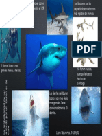 Infografia Tiburones