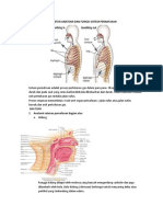 Strukstur Anatomi Dan Fungsi Sistem Pernafasan