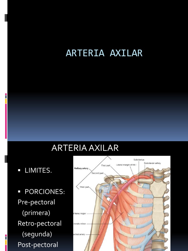 Arteria Axilar y Braquial | PDF