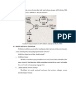 Sehingga Bentuk Protein Berubah Dan Tidak Lagi Berikatan Dengan MRNA Feritin