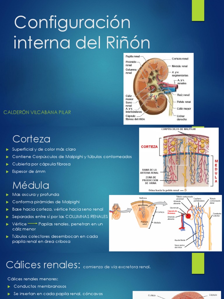 Estructura Interna del Riñón: Corteza y Médula | PDF