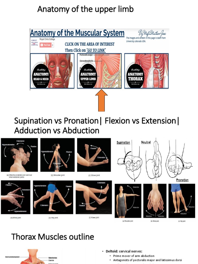 Upper Limb Anatomy Overview | PDF | Anatomical Terms Of Motion | Arm