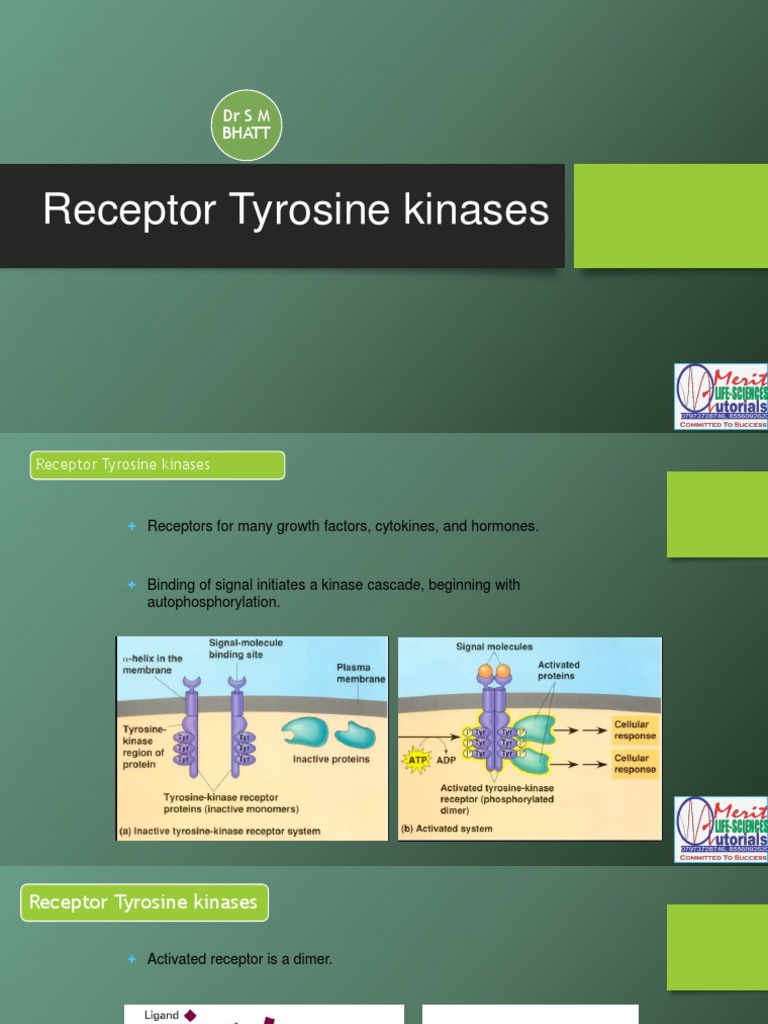 Receptor Tyrosine Kinase Signaling Pathways | PDF | Protein Kinase ...