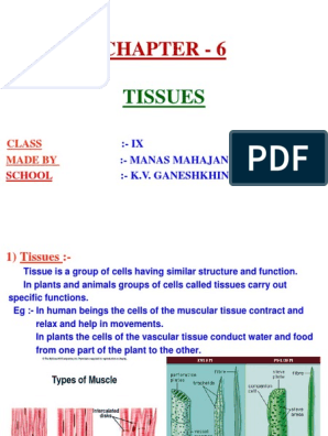 Chapter - 6: Tissues | PDF | Tissue (Biology) | Epithelium