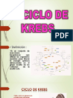 Ciclo de Krebs: Reacciones bioquímicas para liberar energía en organismos aerobios