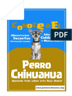 Cuidados completos para la salud del Chihuahua