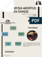 Chlamydia Abortus en Ovinos1