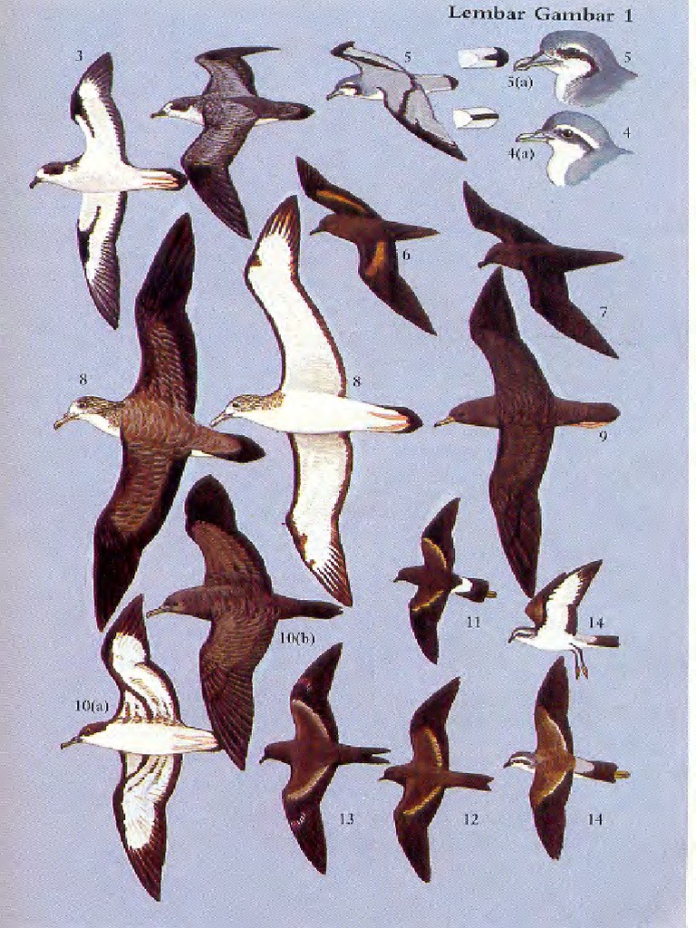 Fielguide Skjb Full Reduce Pdf