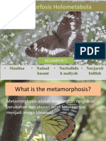 Materi Metamorfosisi Kupu-Kupu