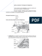 Sistema Digestivo Poligastrico y Monogastrico