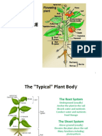Plant Structure Guide
