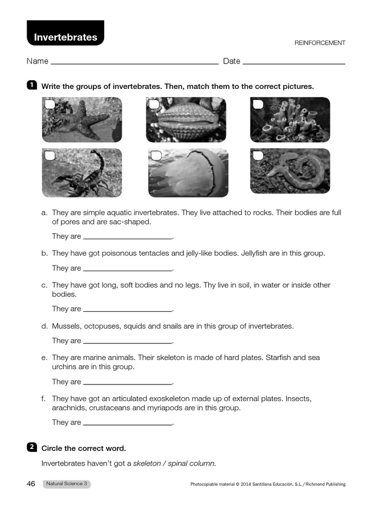 4 Primaria Natural Science INVERTEBRATES | PDF | Invertebrate | Bees