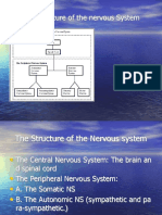 The Structure of The Nervous System