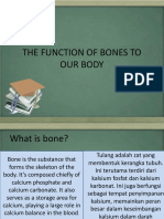 The Function of Bones to Our Body